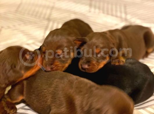 Doberman Yavruları görsel