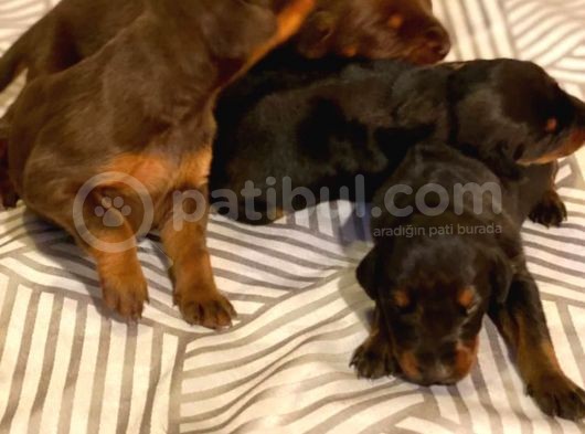 Doberman Yavruları görsel