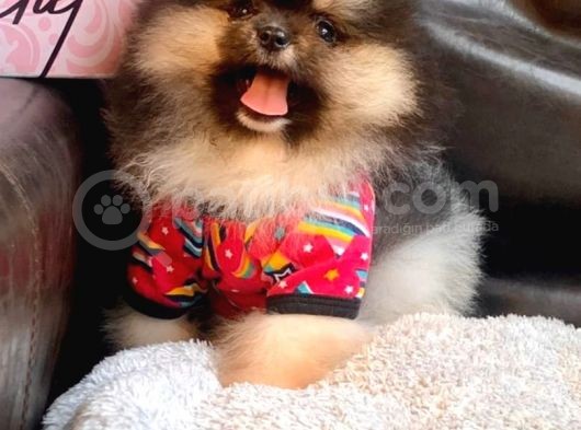 Tedy Bear Pomerian Boo görsel