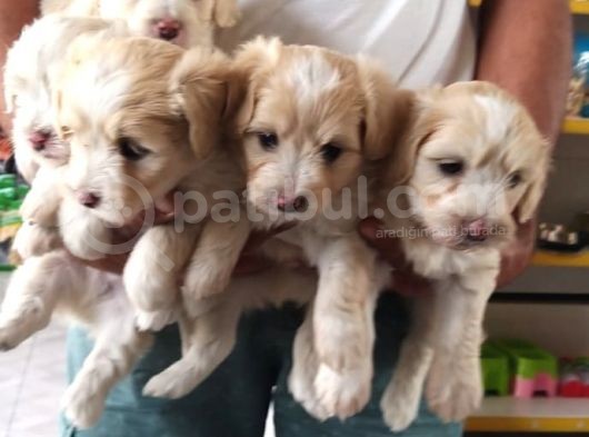 Maltipoo görsel