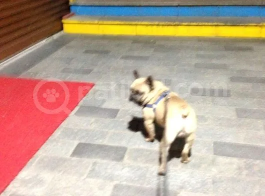 Fawn French Bulldog Muhteşem Erkek