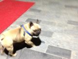 Fawn French Bulldog Muhteşem Erkek