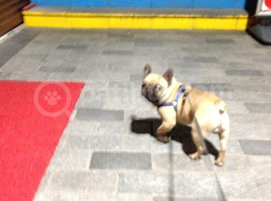 Fawn French Bulldog Muhteşem Erkek görsel