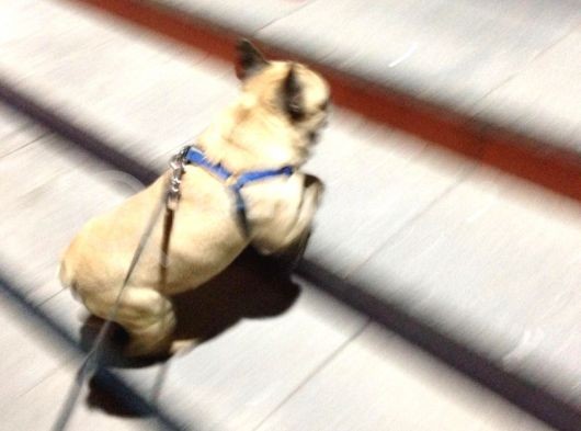 Fawn French Bulldog Muhteşem Erkek görsel
