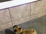 Fawn French Bulldog Muhteşem Erkek