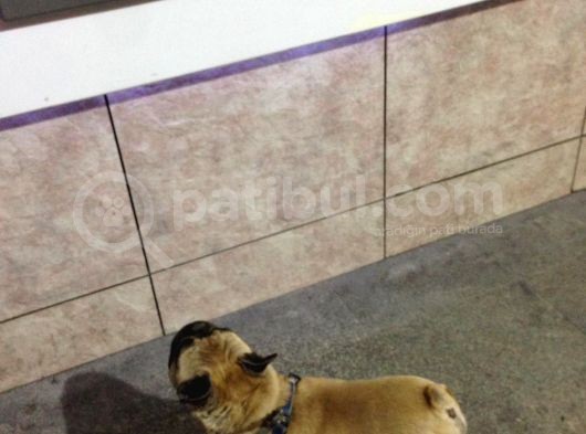 Fawn French Bulldog Muhteşem Erkek görsel