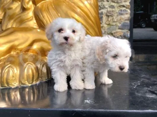 Maltesse Terrier