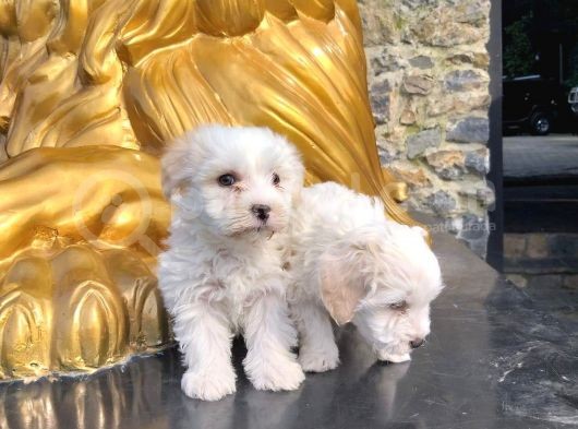 Maltesse Terrier görsel