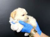 Maltipoo