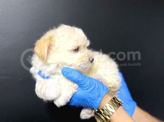 Maltipoo görsel