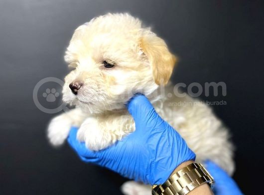 Maltipoo görsel