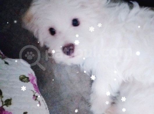 Maltese Yavru görsel