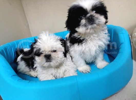 Ev Doğumlu A Kalite Shih Tzu Bebeklerimiz görsel