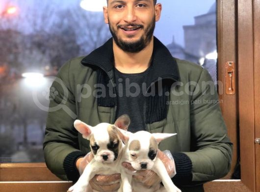 Ev Doğumlu A Kalite French Bulldog Bebeklerimiz görsel