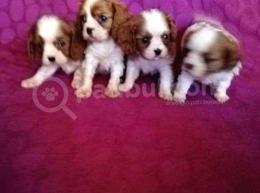 Ev Doğumlu A Kalite Cavalier King Charles Bebeklerimiz görsel