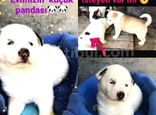 Mükemmel Renkte Poncik Sibiryalar görsel