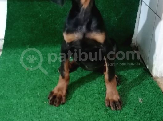 Son Dişi King Doberman görsel