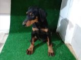 Son Dişi King Doberman