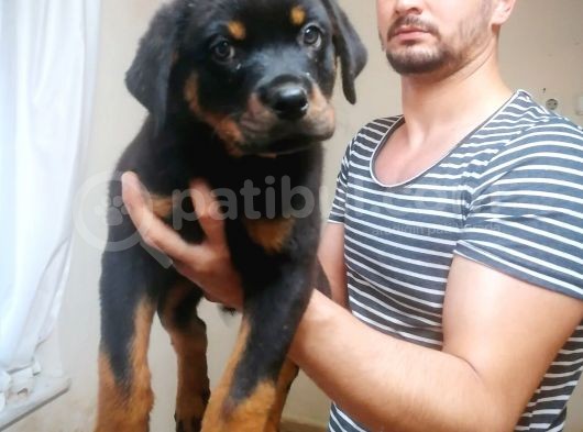 Rotweiller Bebeklerimiz görsel