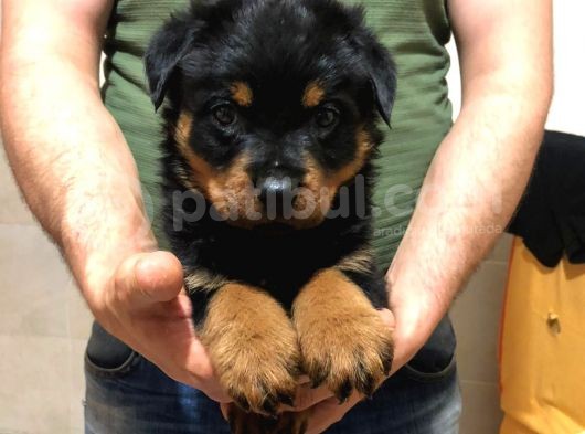 Rottweiler görsel