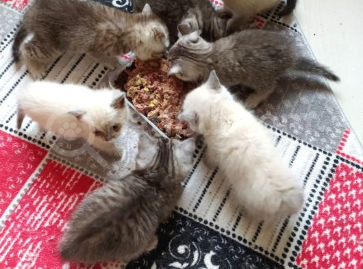 Scottish Fold Ve Scottish Straight Yavrularımız 2 Aylık Oldular Yeni Ailelerini Bekliyorlar görsel