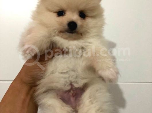 Orjinal Pomeranian Boo Bebekleri görsel