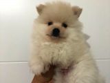 Orjinal Pomeranian Boo Bebekleri