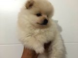 Orjinal Pomeranian Boo Bebekleri