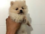 Orjinal Pomeranian Boo Bebekleri