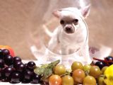 Orjinal Chihuahua(Şiava) Bebekleri