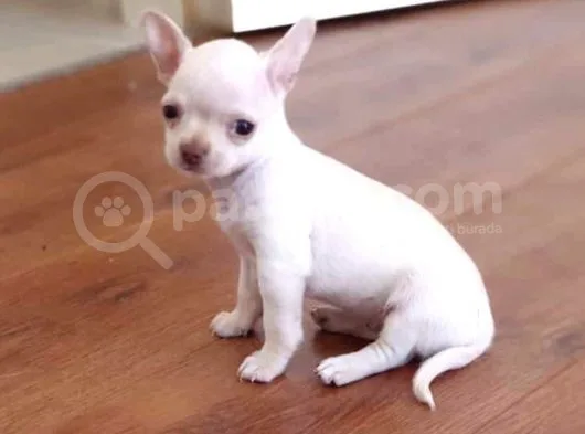 Orjinal Chihuahua(Şiava) Bebekleri