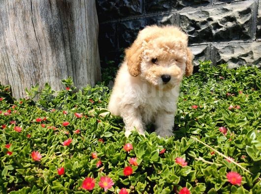 Apricot Toy Poodle görsel