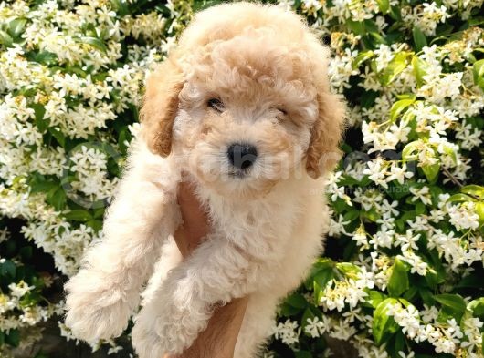 Apricot Toy Poodle görsel