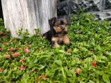Irk Ve Sağlık Garantili Yorkshire Terrier