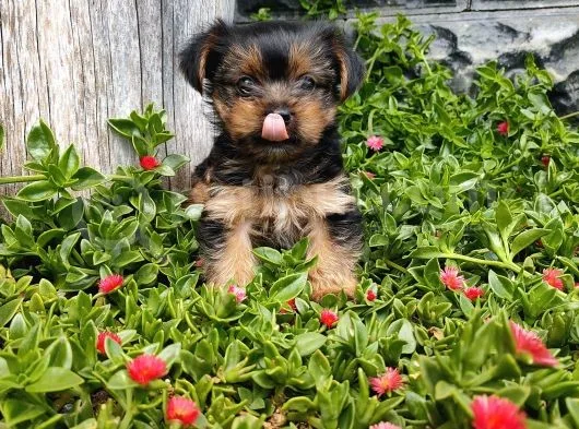 Irk Ve Sağlık Garantili Yorkshire Terrier