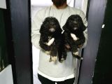Orjinal Poodle