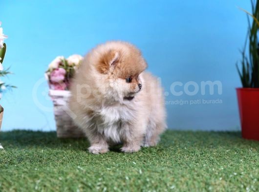 Orjinal Pomeranian Bebekleri görsel