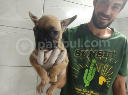 Fawn French Bulldog görsel