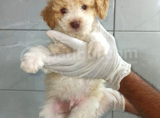 Poodle görsel