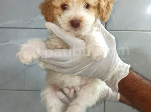 Poodle görsel