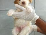 Poodle