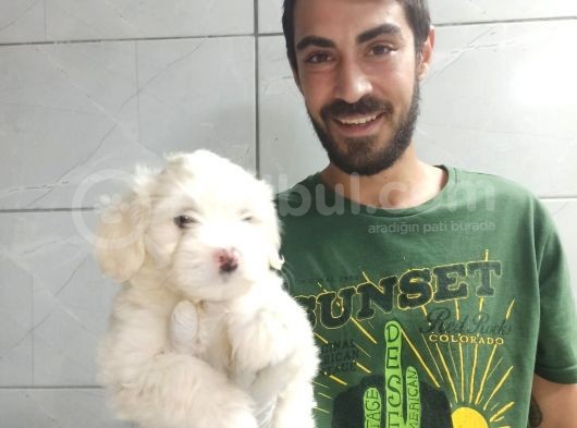 Orjinal Maltipoo görsel