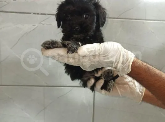 Siyah Maltipoo