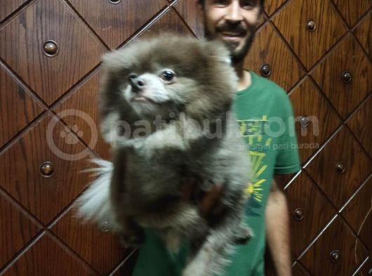 Pomeranian Boo Blue görsel