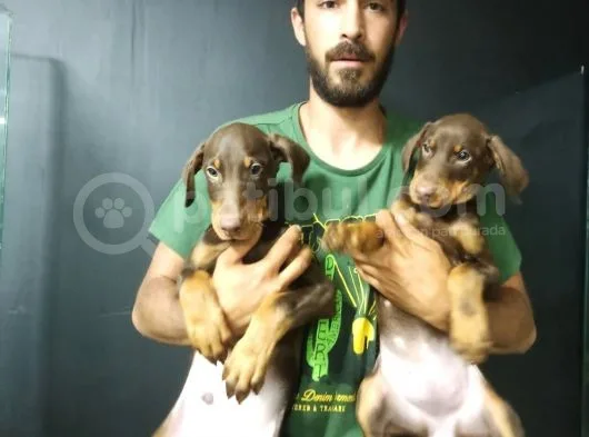 King Kızıl Doberman