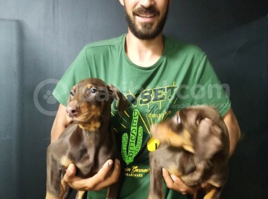 King Kızıl Doberman görsel