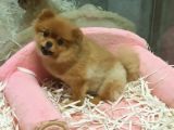 Pomeranian Boo