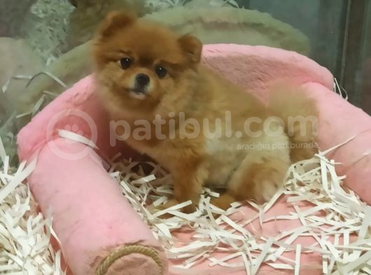 Pomeranian Boo görsel