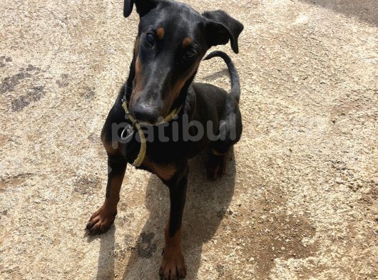 Damızlık Doberman  görsel