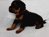 Doberman Yavruları